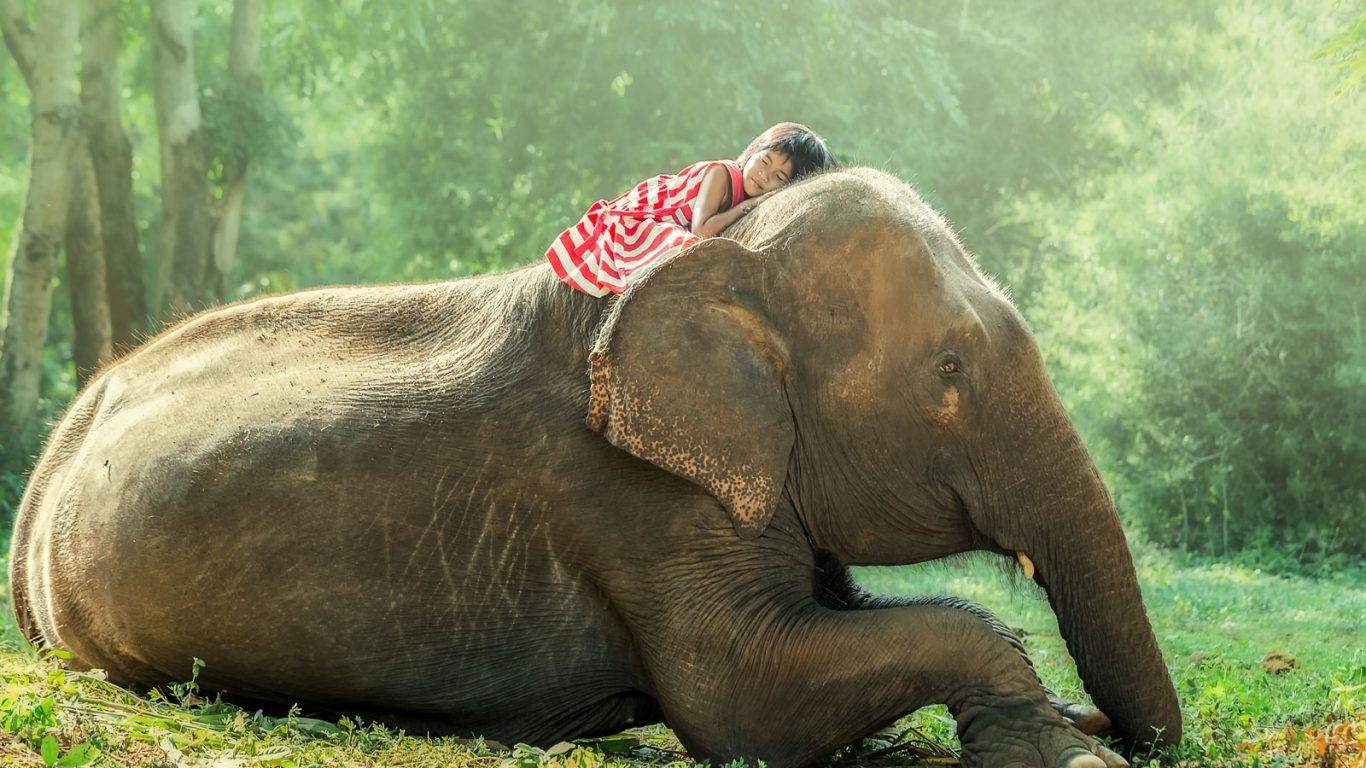 niña sobre elefante en la selva