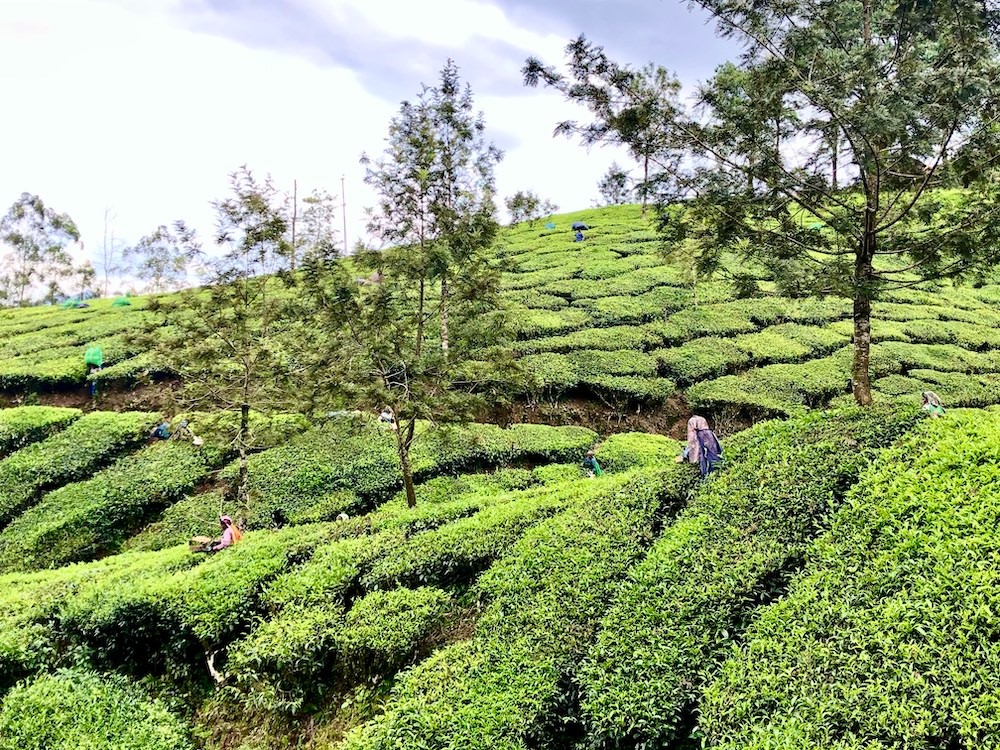 plantaciones de té en munnar