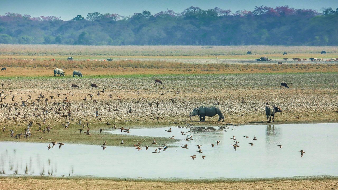 rinoceronte en parques de assam