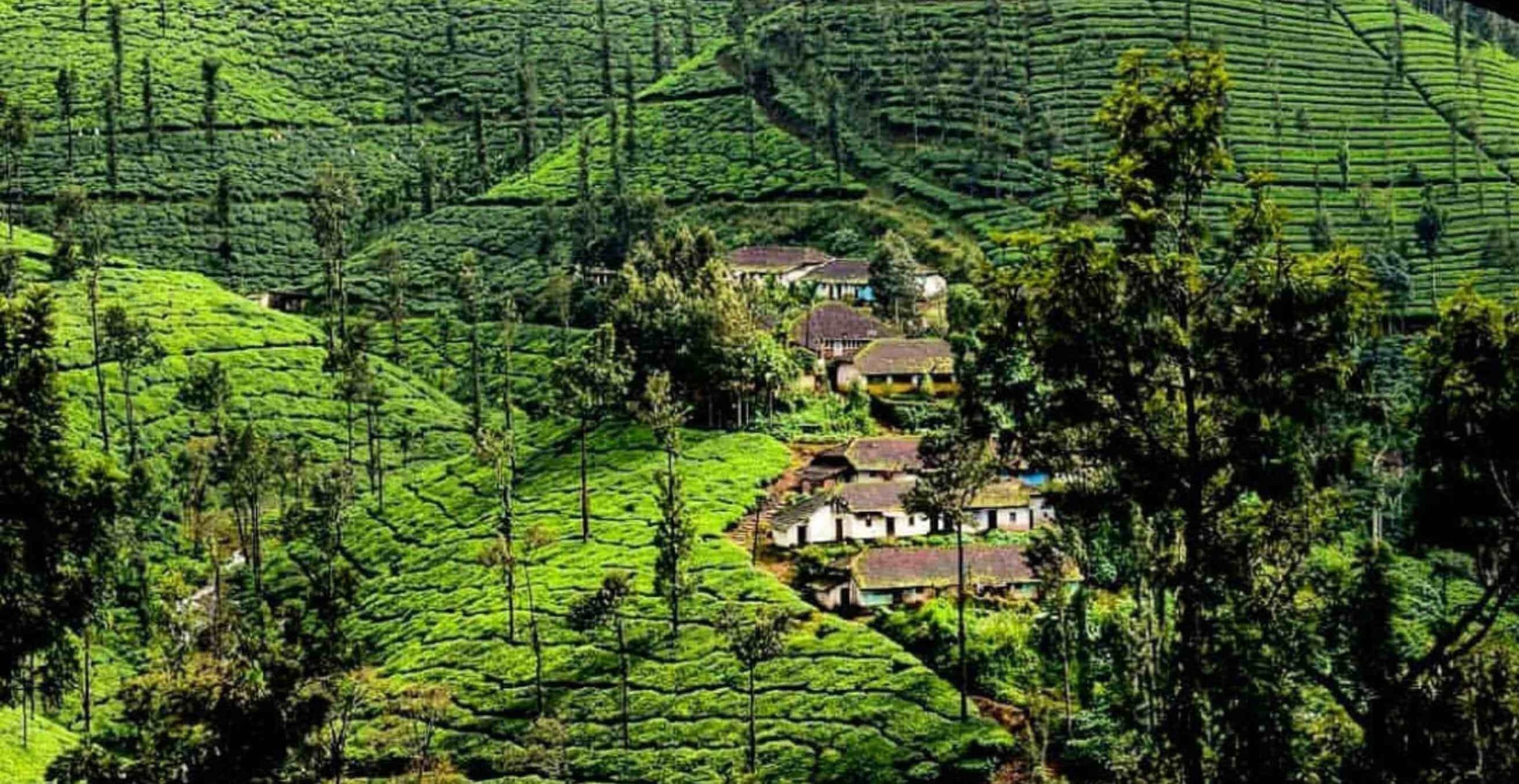 tea tourism en karnataka