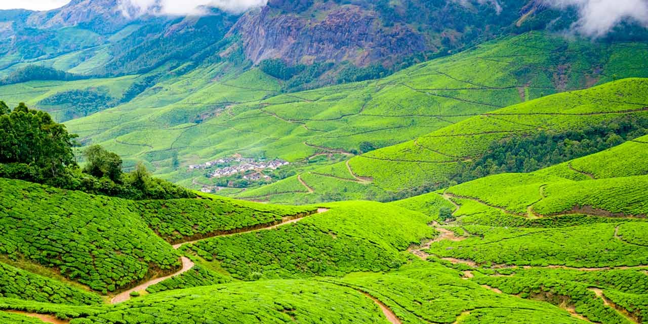 plantaciones de té en India 