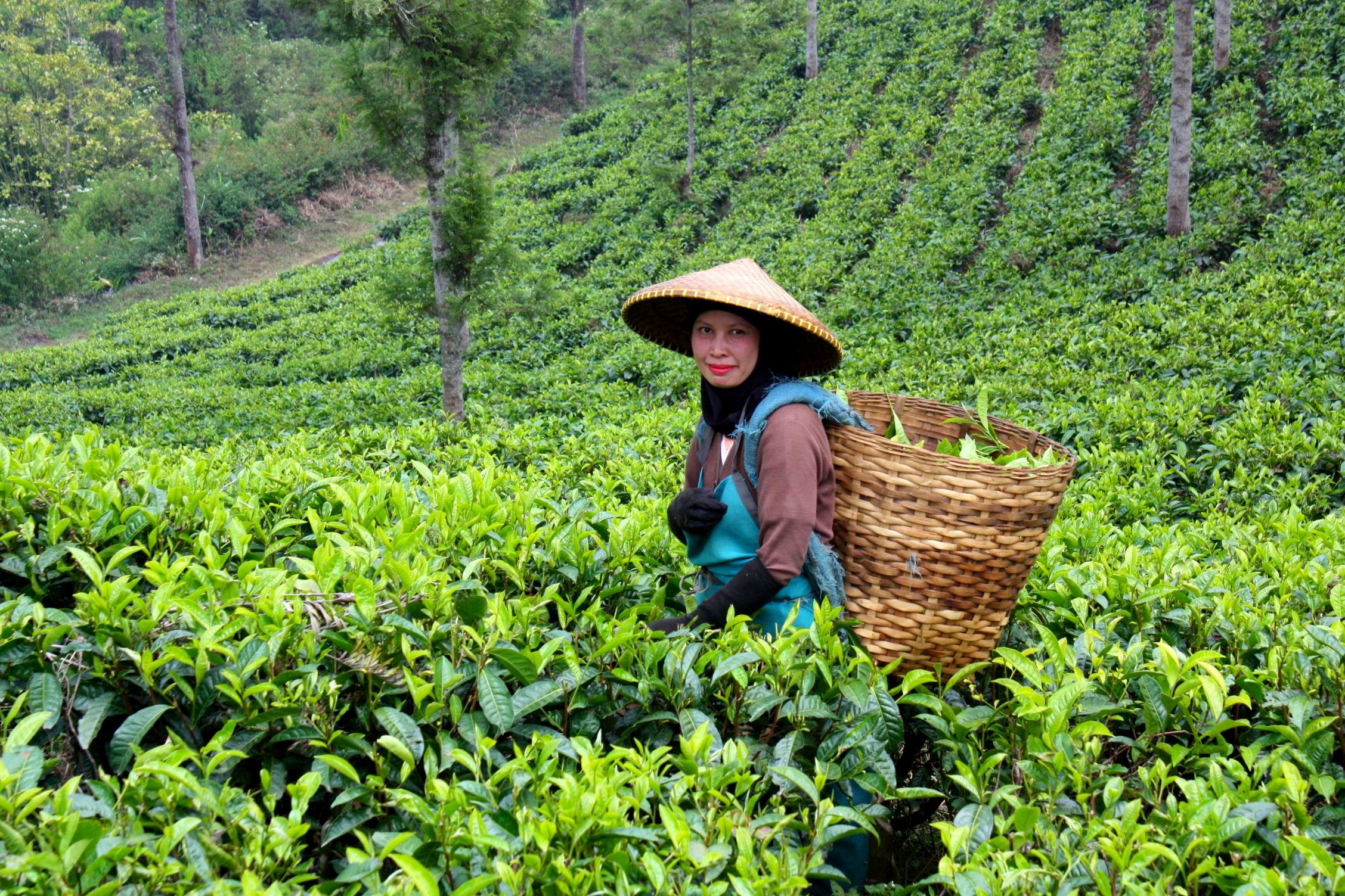 plantaciones de té en india