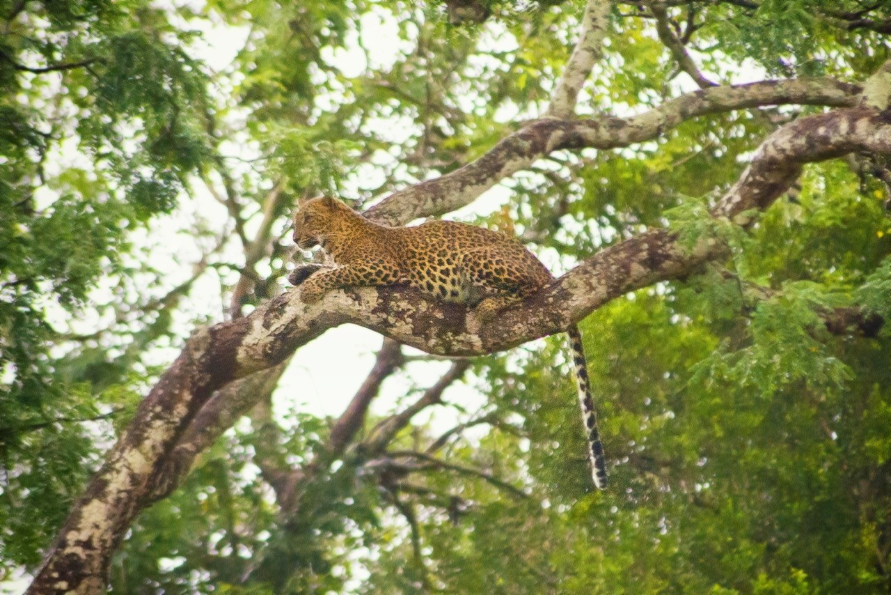 ver leopardos en asia